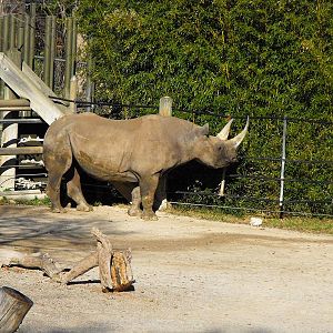 Black Rhinoceros (Diceros bicornis)