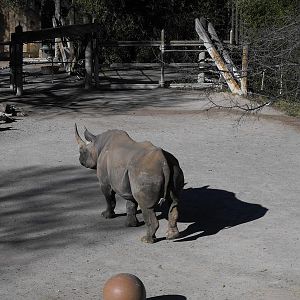 Black Rhinoceros (Diceros bicornis)
