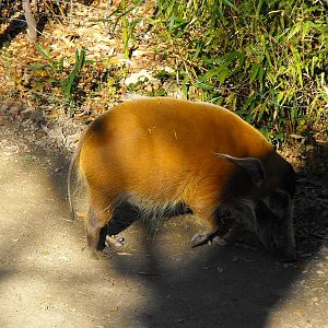 Red River Hog (Potamochoerus porcus)