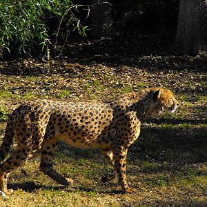 Cheetah (Acinonyx jubatus)