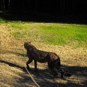 Cheetah (Acinonyx jubatus)