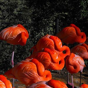 American Flamingo (Phoenicopterus ruber)