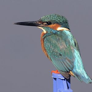 Common kingfisher