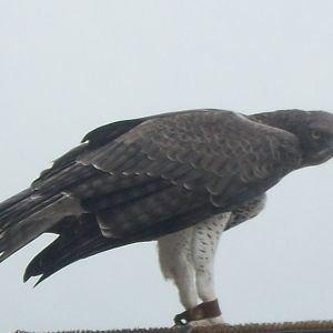 Martial Eagle in Skydeck show