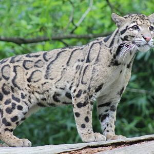 Clouded Leopard