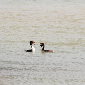 Great Crested Grebes Displaying at Carsington, 27/05/13