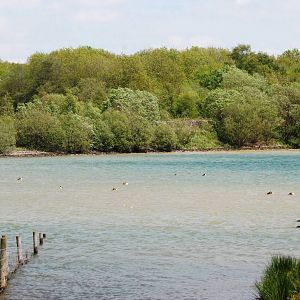 Great Crested Grebes at Carsington, 27/05/13