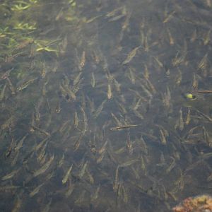 Common Minnows at Carsington, 27/05/13