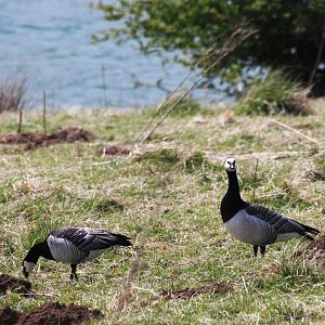 Barnacle Geese at Carsington, 27/05/13