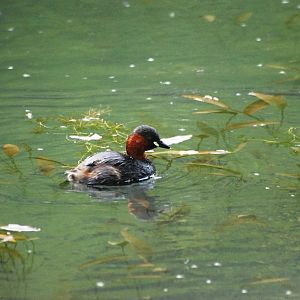 Little Grebe at Cromford Canal, 27/05/13
