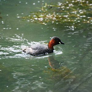 Little Grebe at Cromford Canal, 27/05/13