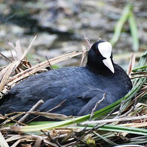 Eurasian Coot on Nest at Cromford Canal, 27/05/13