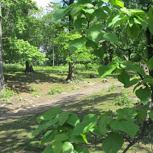 Bronx Zoo- Mongolian Wild Horse