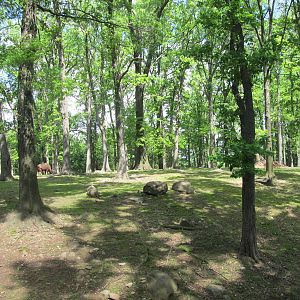 Bronx Zoo- Gaur/ Brow antler Deer