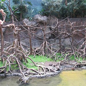 Bronx Zoo-Javan Langur in Jungleworld