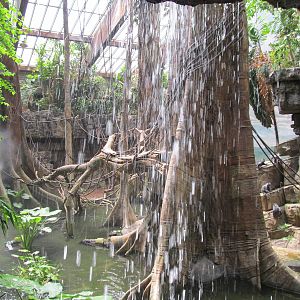 Bronx zoo- Silver Langur in Jungleworld
