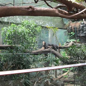 Bronx Zoo- Black Leopard in Jungleworld