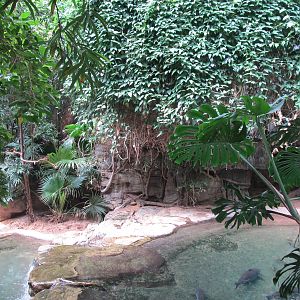 Bronx zoo- Jungleworld