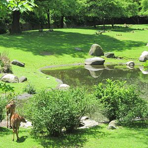 Bronx zoo- Nyala Exhibit