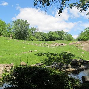 Bronx zoo- Baboon Reserve
