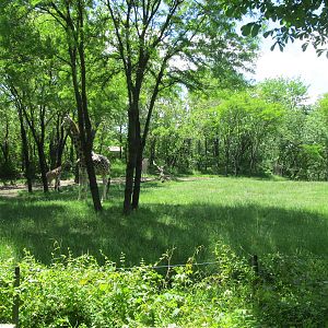 Bronx zoo- Giraffe Exhibit