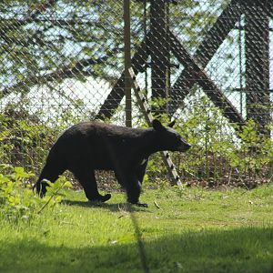 American black bear youngster