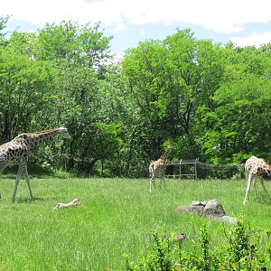 Bronx zoo- Giraffe Exhibit