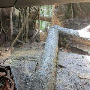 Bronx Zoo- Indoor Gorilla Exhibit