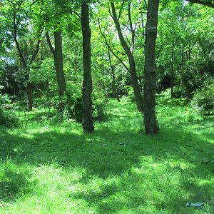 Bronx Zoo- Gorilla Exhibit