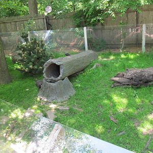 Bronx Zoo- Children's Zoo Otter