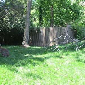 Bronx Zoo- Children's Zoo Wallaby