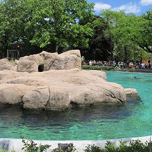 Bronx Zoo- California Sea Lion