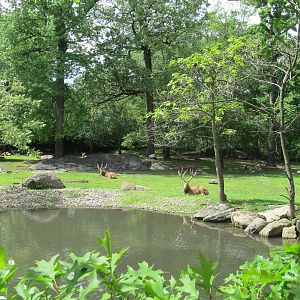 Bronx Zoo- Pere David's Deer