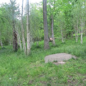 Bronx Zoo- Tiger Mountain