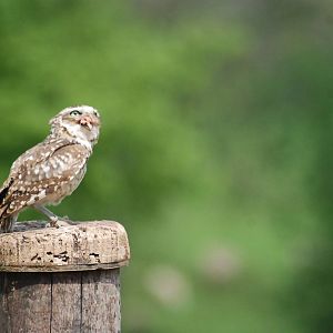Burrowing Owl