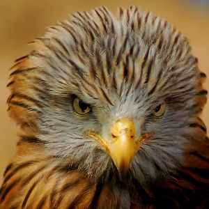 Red Kite