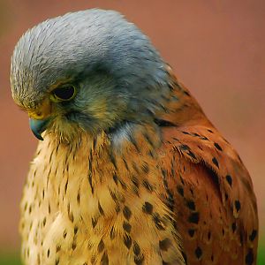 male Kestrel