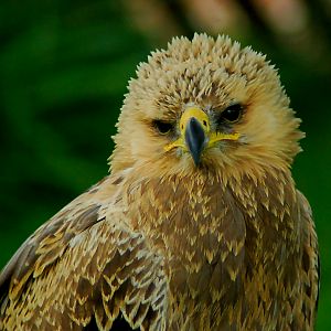 Tawny Eagle