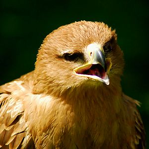 Tawny Eagle