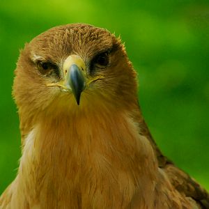 Tawny Eagle