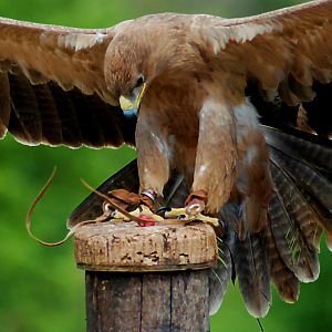 Tawny Eagle