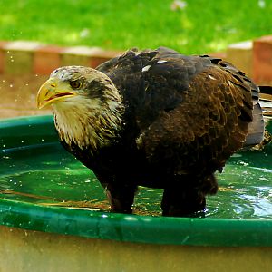 Bald Eagle