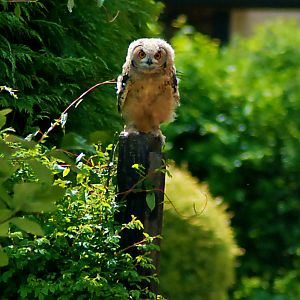 Savignys Eagle Owl young