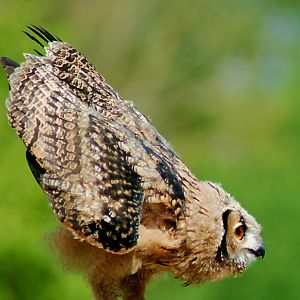 Savignys eagle owl young