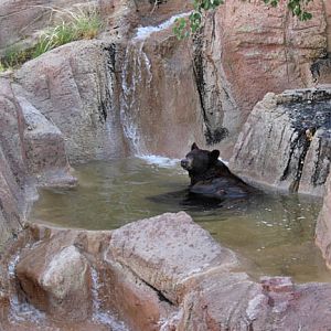 Black bear in pool.