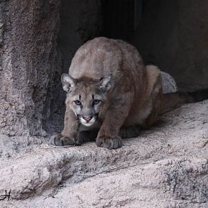 mountain lion cub