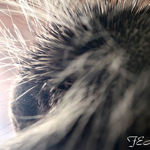 American porcupine portrait