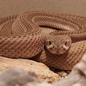 patternless diamondback rattlesnake