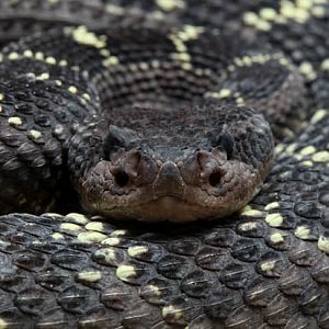 arizona black rattlesnake
