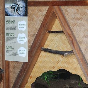 tarantula display